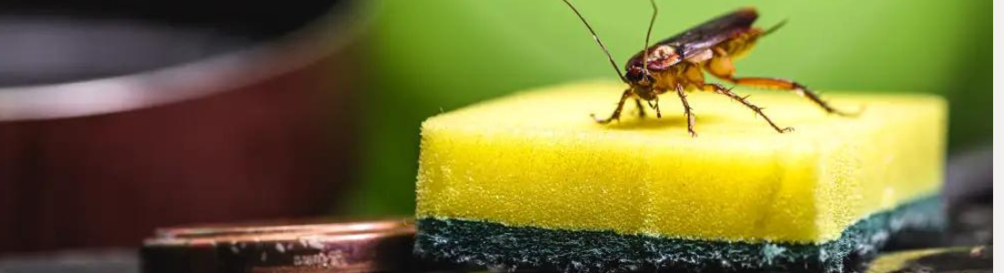 Dedetização de Baratas em Restaurantes 24 HORAS